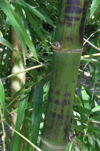 Bambusa-maculata-680x1024-picsay 1