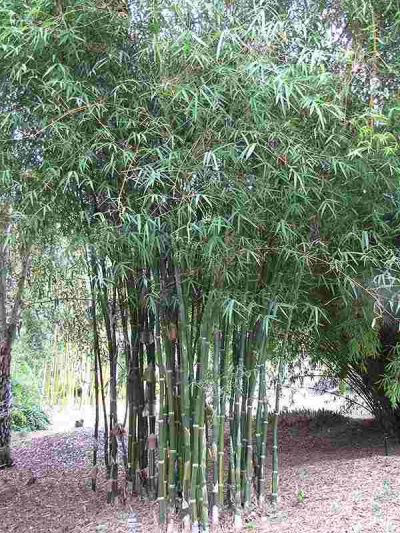 Bambusa-tulda