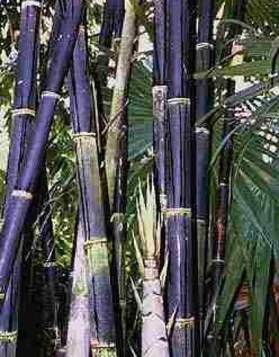 Bambu-wulung-gigantochloa-atroviolacea-picsay